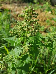 Chenopodiastrum hybridum