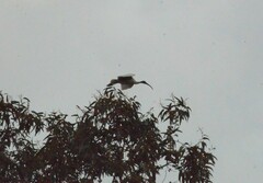 Threskiornis molucca