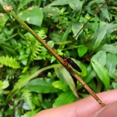 Holcocephala