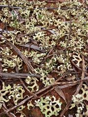 Xanthoparmelia semiviridis