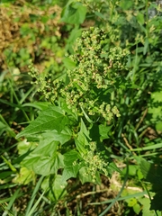 Chenopodiastrum hybridum