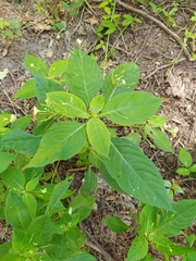 Impatiens parviflora