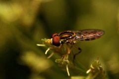 Toxomerus floralis