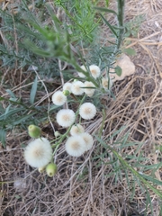 Erigeron bonariensis