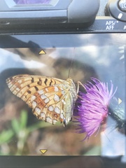 Argynnis adippe