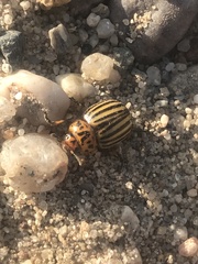 Leptinotarsa decemlineata