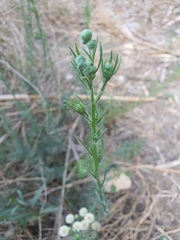 Erigeron bonariensis