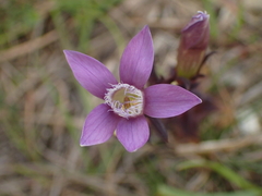 Gentianella germanica