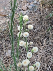 Erigeron bonariensis