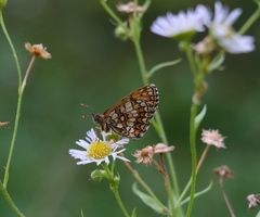 Melitaea athalia