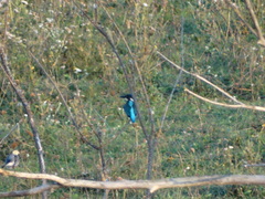 Alcedo atthis