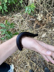 Diplopoda