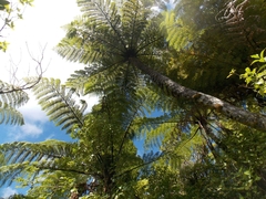 Cyathea cunninghamii