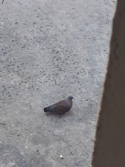 Columba guinea phaeonota