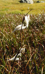Eriophorum