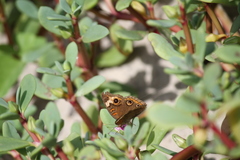 Junonia neildi varia