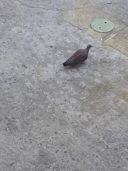 Columba guinea phaeonota