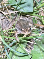 Pseudacris maculata