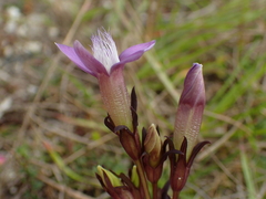 Gentianella germanica