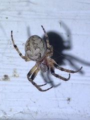 Larinioides patagiatus