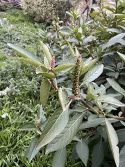 Phytolacca octandra