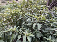 Phytolacca octandra