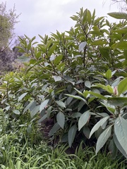 Phytolacca octandra