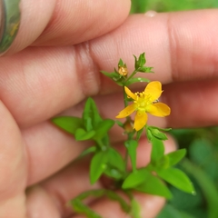Hypericum mutilum