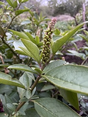 Phytolacca octandra