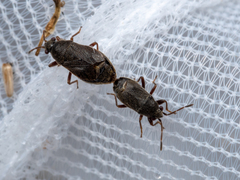 Stygnocoris rusticus