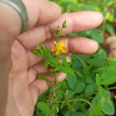 Hypericum mutilum