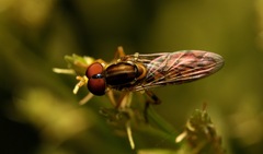 Toxomerus floralis