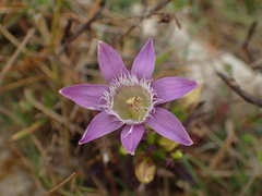 Gentianella germanica