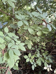 Sambucus