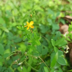Hypericum mutilum