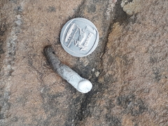 Geocolaptes olivaceus