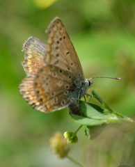 Polyommatus icarus