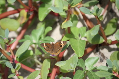 Junonia neildi varia