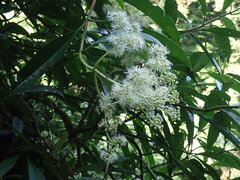 Hydrangea viburnoides