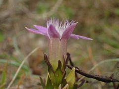 Gentianella germanica