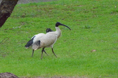 Threskiornis molucca