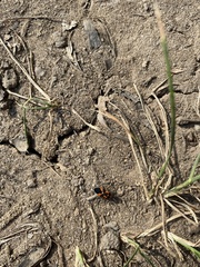 Tropidothorax leucopterus