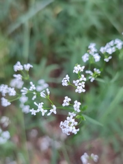 Asperula tinctoria
