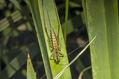 Conocephalus semivittatus