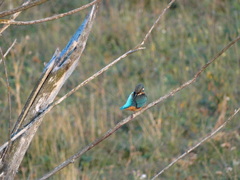 Alcedo atthis
