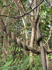 Celastrus orbiculatus