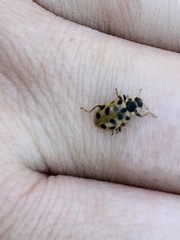 Hippodamia tredecimpunctata