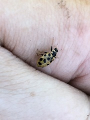 Hippodamia tredecimpunctata