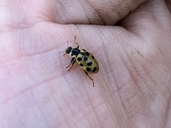 Hippodamia tredecimpunctata