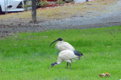 Threskiornis molucca